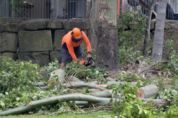 Best Residential Tree Removal  in USA